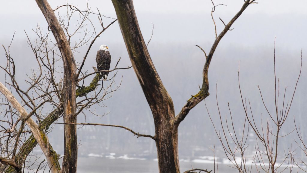 A bald eagle sits in the trees looking out over the Mississippi River from Wisconsin near Prescott.