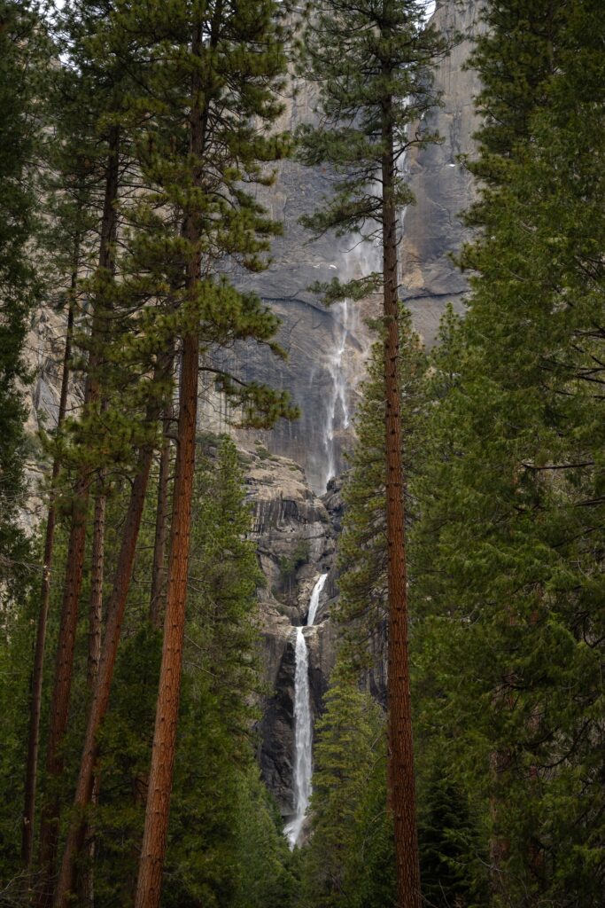Upper and Lower Yosemite Falls are visible through the evergreens if you only know how to find a viewpoint.